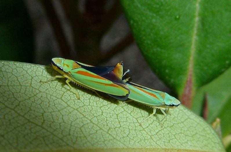 Graphocephala fennahi: accoppiamento